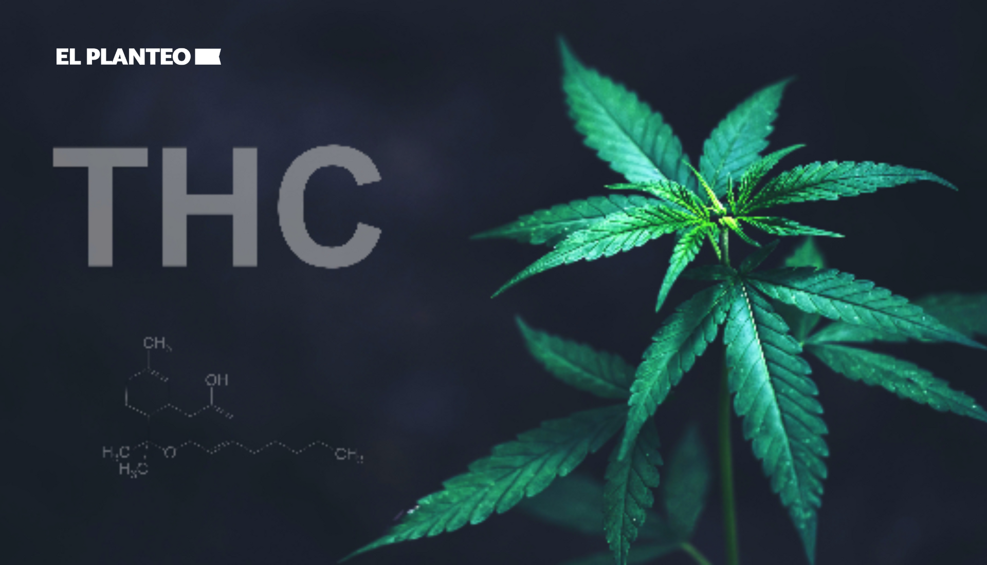 Básicos Del Cannabis: ¿Qué Es El THC?