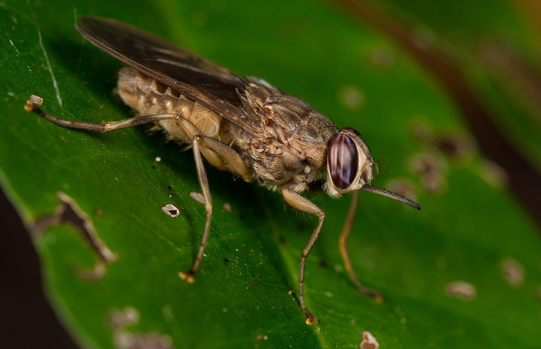 The 32 Most Dangerous Animals On Earth (Some Might Surprise You)