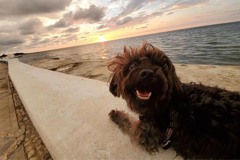 The 21 Most DogFriendly Cities in the World in 2024
