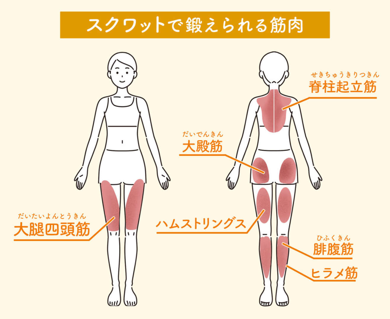 スクワットには5つのすごい効果あり！初心者向けに正しいやり方を解説