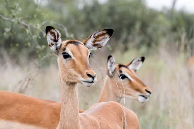<p>It is found in southern Africa in light woodlands and savanna.</p> <p><strong>Where can one find Impala in Africa?</strong></p> <p>The impala can likewise address brambles and different roadblocks by taking off exactly 10 feet in the air. Regularly, a running impala will basically get around anything in its way. A great one from Animals in Africa. </p> <p>Impalas are armada sprinters who can jump distances of up to 33 feet. They utilize this strategy to get away from hunters and now and again, obviously, just to entertain themselves. </p> <p>A ready impala will bark out a caution that puts the whole crowd to flight - and an escaping impala is no simple prey. A ready impala will bark out a caution that puts the whole group to flight - and an escaping impala is no simple prey. </p> <p>The impala can likewise address brambles and different roadblocks by taking off exactly 10 feet in the air. Regularly, a running impala will basically get around anything in its way. Crowds offer insurance from hunters, like lions. </p> <p>They utilize this strategy to get away from hunters and now and again, obviously, just to entertain themselves. </p> <p>Herds offer security from hunters, like lions. A ready impala will bark out a caution that puts the whole group to flight - and an escaping impala is no simple prey. Impalas are armada sprinters who can jump distances of up to 33 feet. </p> <p>Impalas are medium-sized pronghorns that meander the savanna and light forests of eastern and southern Africa. In the blustery season, when food is abundant, they might accumulate in enormous groups of a few hundred creatures to peruse on grasses and spices, brambles, bushes, and shoots. </p>