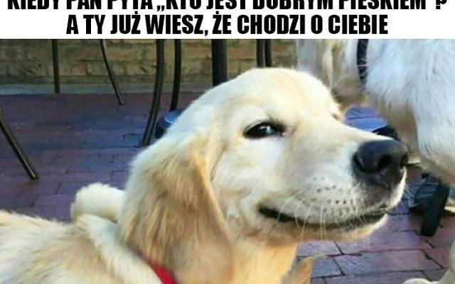 To są najlepsze MEMY o psach! Te słodkie obrazki rozbawią Cię do łez ...