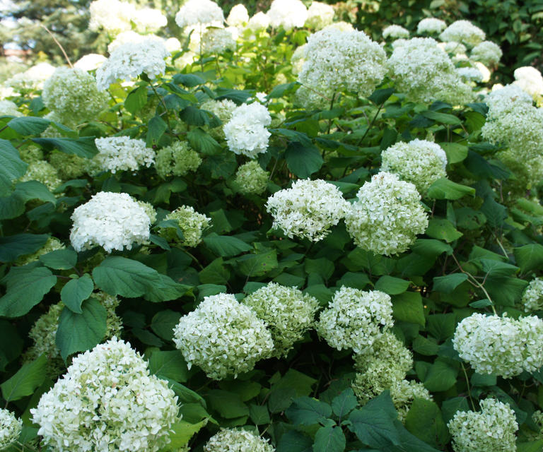 When and how to plant Annabelle hydrangeas 7 steps for success with this desirable shrub