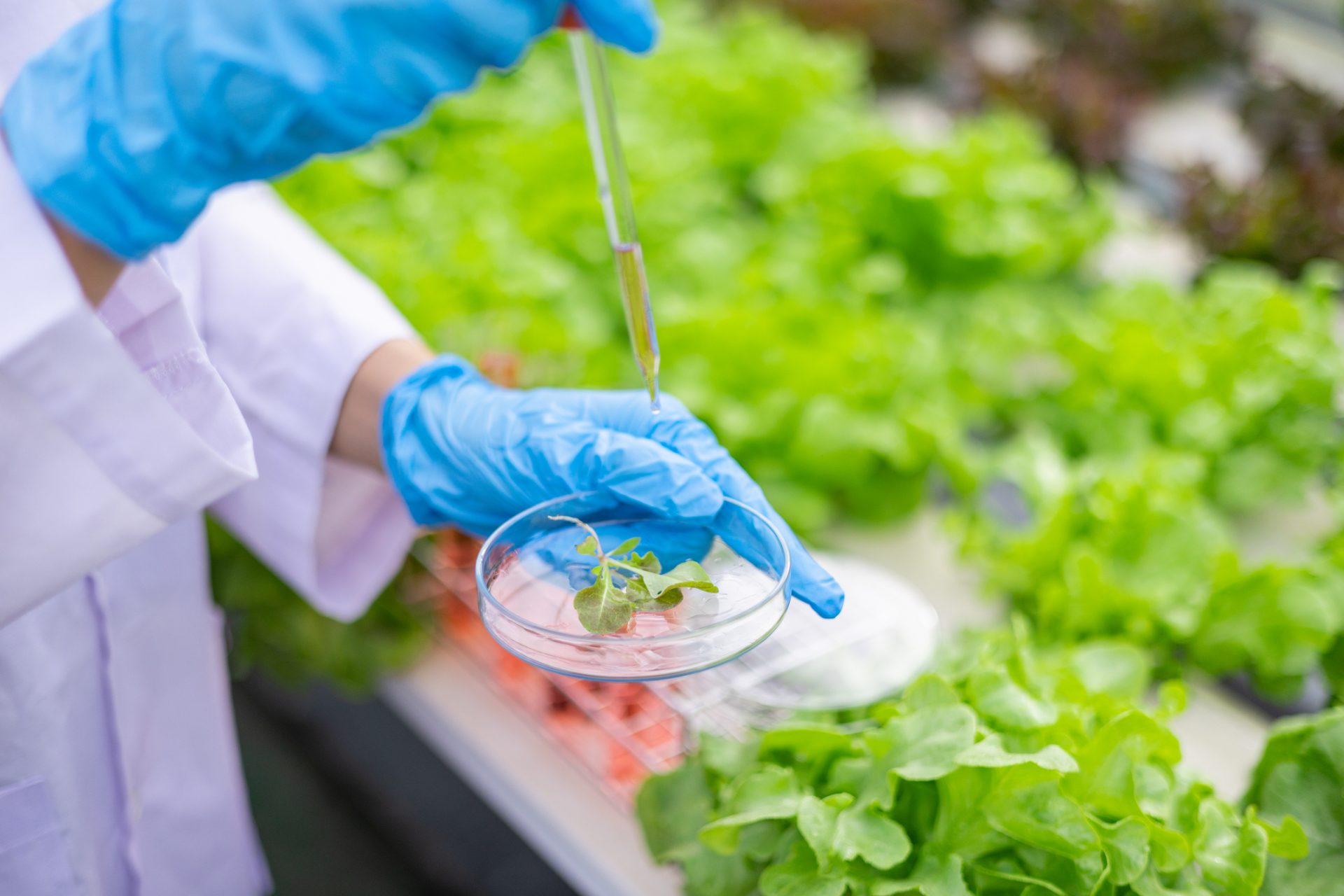 Selon une nouvelle étude scientifique, les plantes communiquent entre