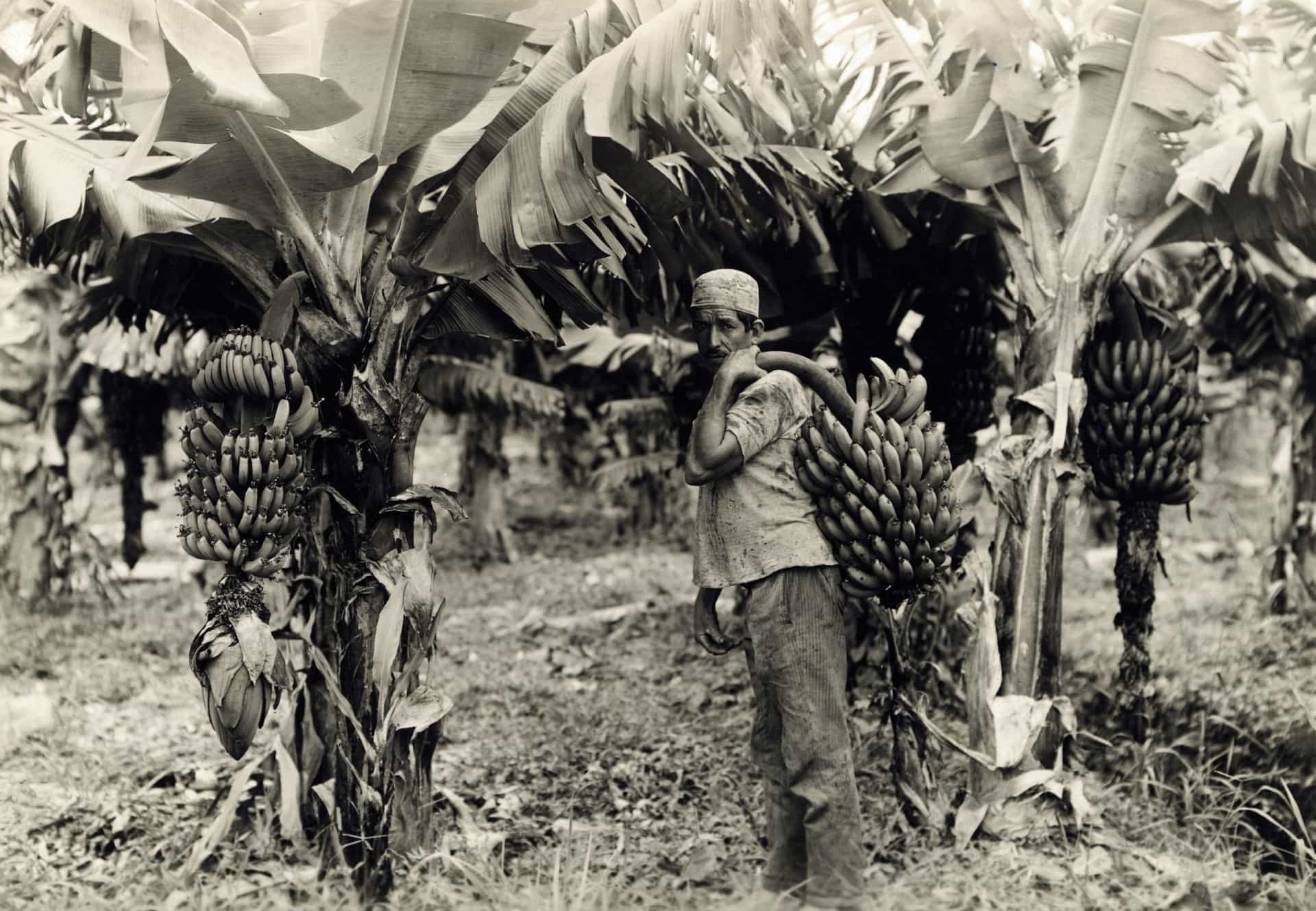 The surprisingly dark history (and doomed future) of bananas