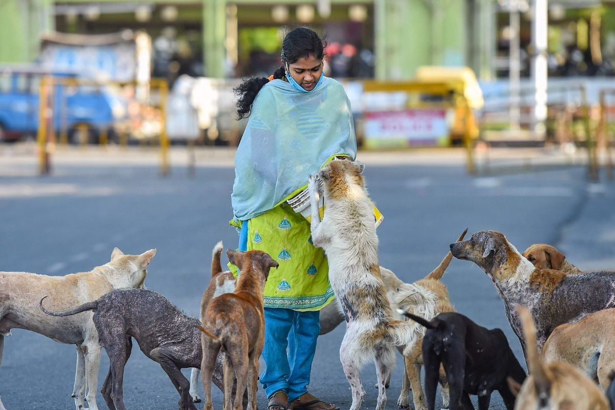 how to, what is causing stray dog problem in india? what does the law say? how to protect yourself during an attack
