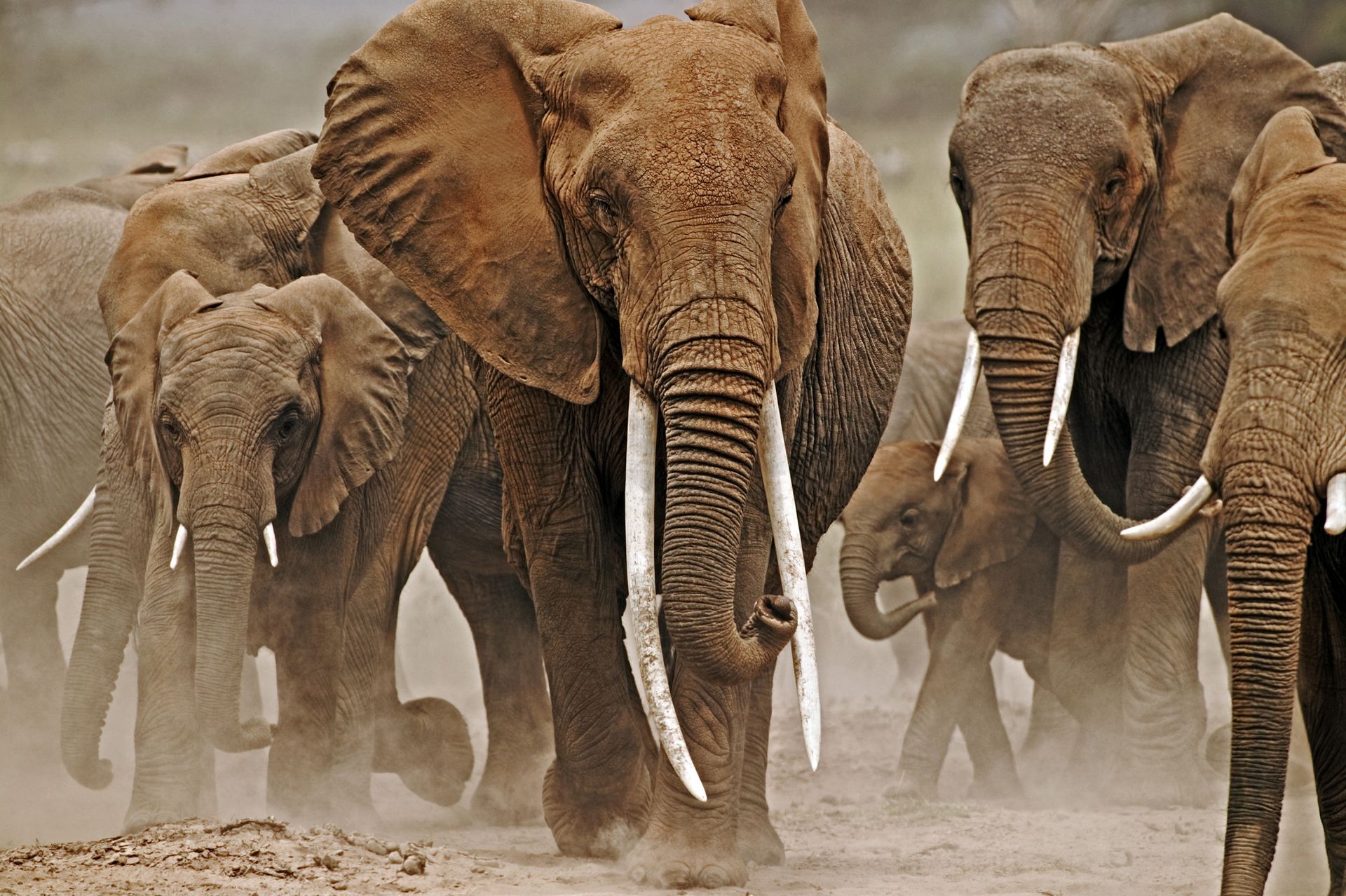 Древние слоны с длинными бивнями. Древние слоны с длинными бивнями в ЕГЭ.