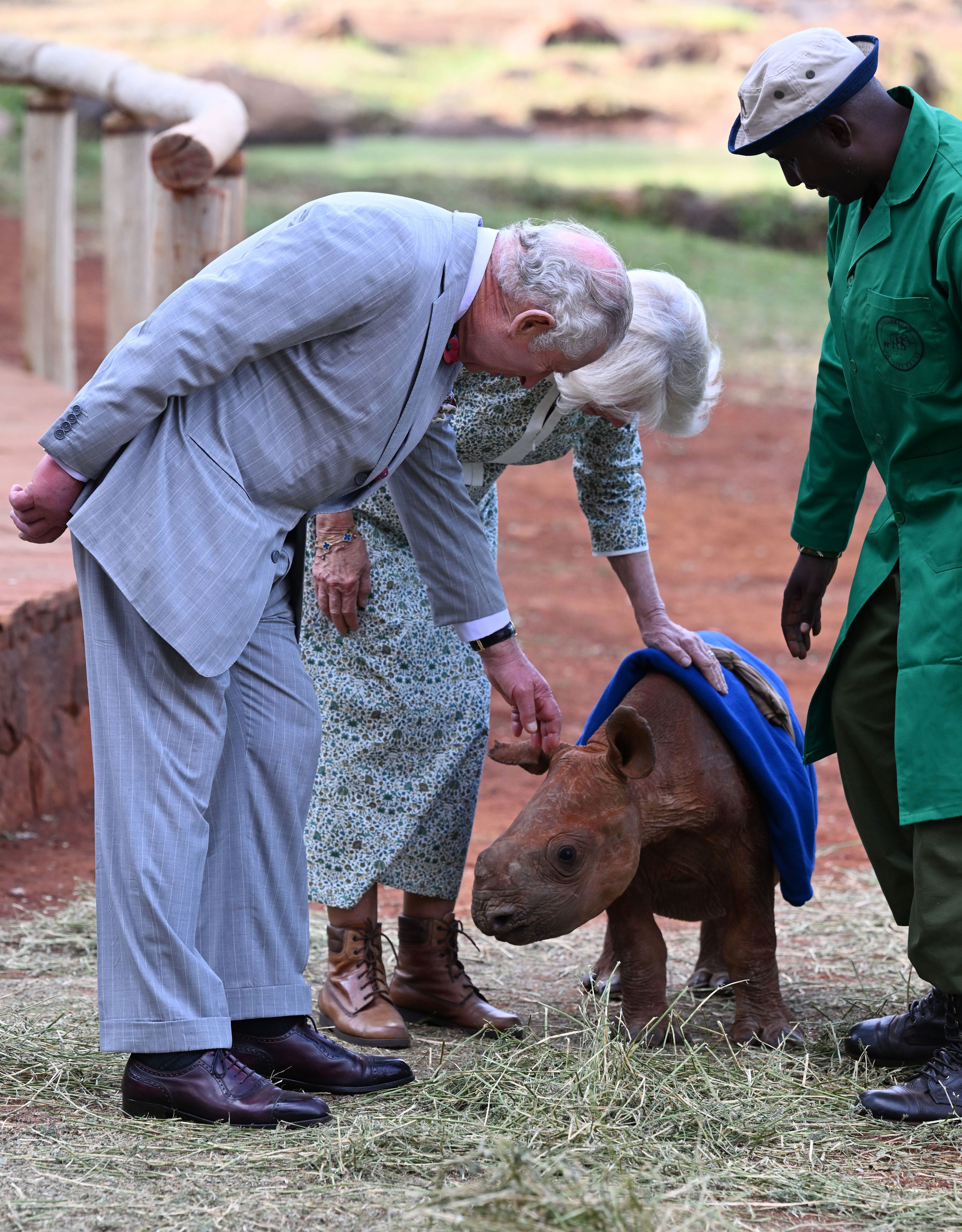 <p><span>King Charles III and Queen Camilla met a baby rhinoceros during a visit to Sheldrick Wildlife Trust Elephant Orphanage in Nairobi National Park in Kenya, where they learned about the trust's work in the conservation and preservation of wildlife and protected areas across the country, on Nov. 1, 2023 -- day two of their </span><a href="https://www.wonderwall.com/entertainment/king-charles-iii-and-queen-camillas-royal-tour-of-kenya-the-best-pictures-of-their-controversial-visit-806094.gallery">state visit to Kenya</a><span>.</span></p>