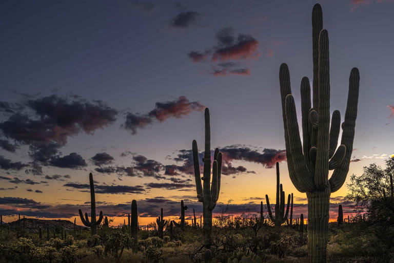 From Desert Beauty to Cultural Riches: Is Tucson Worth Visiting