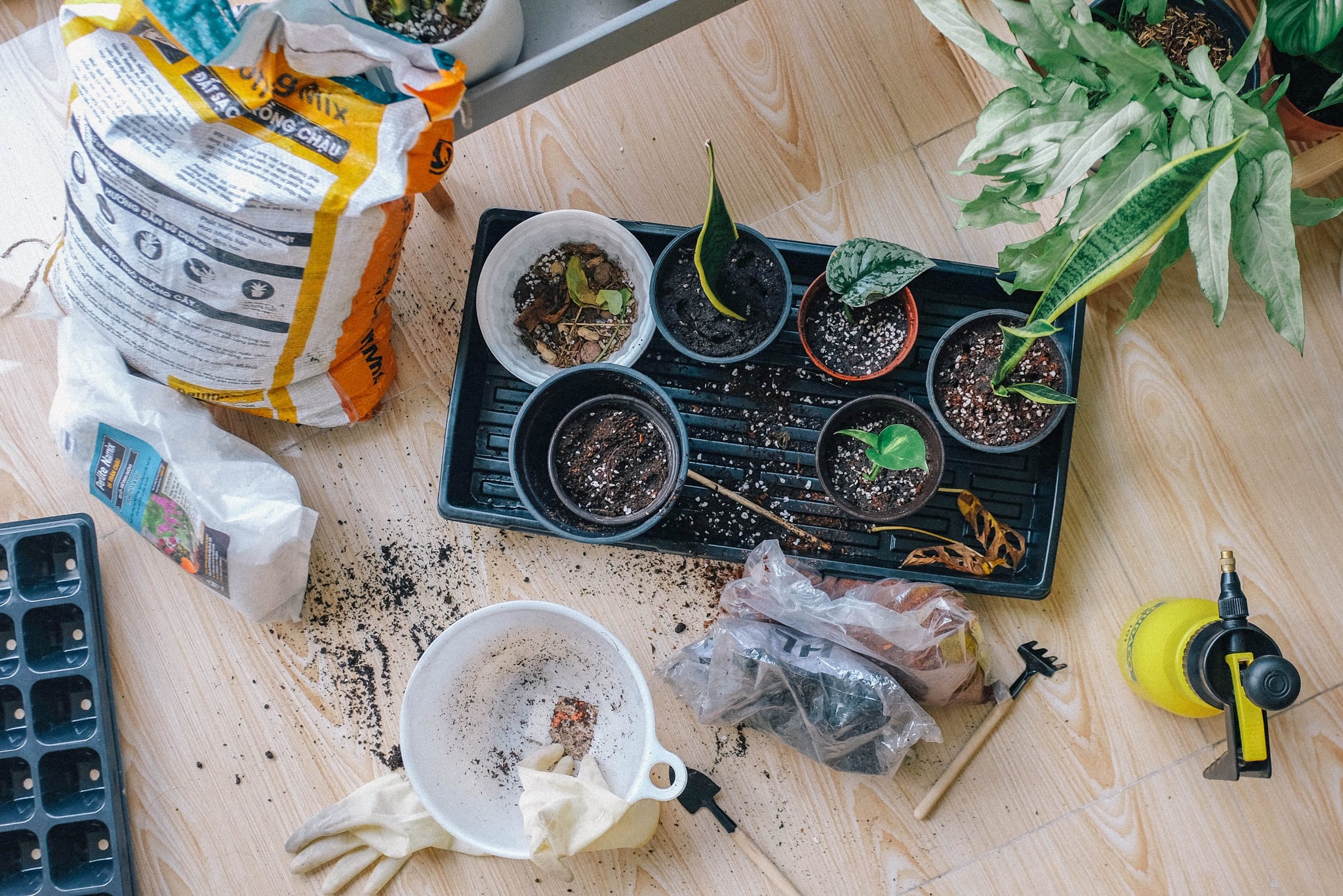 <p>Some of the best indoor activities for families involve bringing the outdoors inside. Grab some containers, order some soil, roll up your sleeves, and enjoy getting your hands dirty. Herbs like basil and chives grow well inside, or you can make kitties swoon by growing catnip. </p>