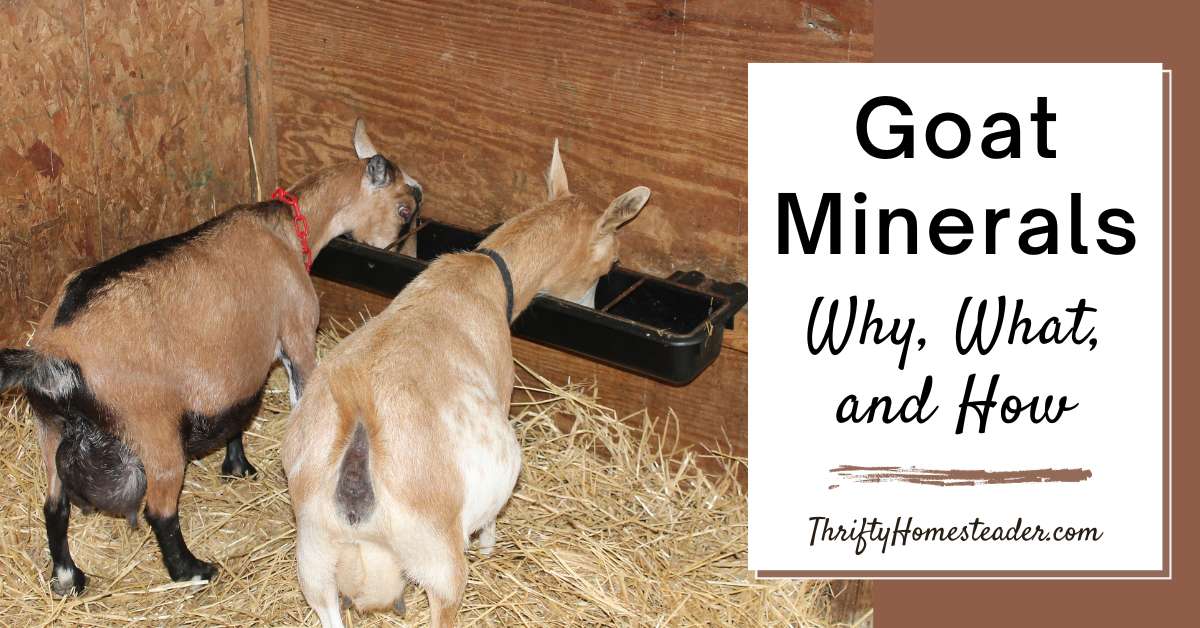 Goat Minerals Why, What, and How