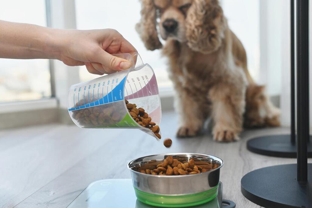 tarkan özvardar köpeğiniz için hangi gıda takviyelerini kullanmalısınız?