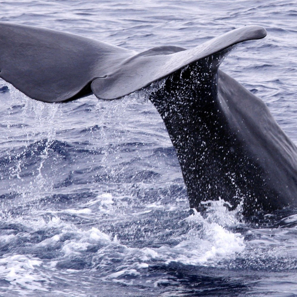 Barcos 'amenazan a ballenas negras del Atlántico Norte'
