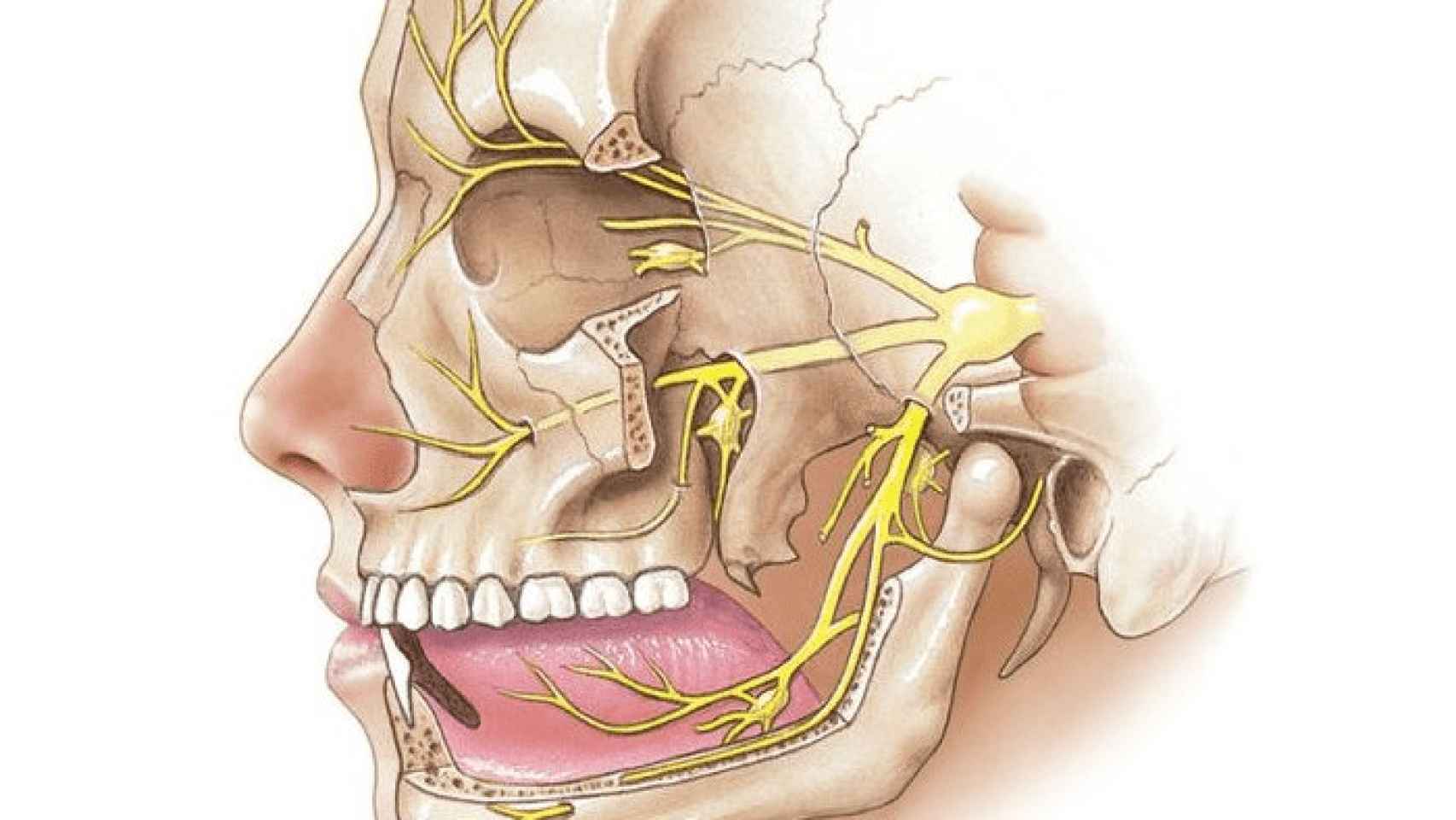 Болит семерка. Nervus trigeminus ветви. Лицевой и тройничный нерв анатомия. Расположение узла тройничного нерва. Невралгия тройничного нерва нижней челюсти.