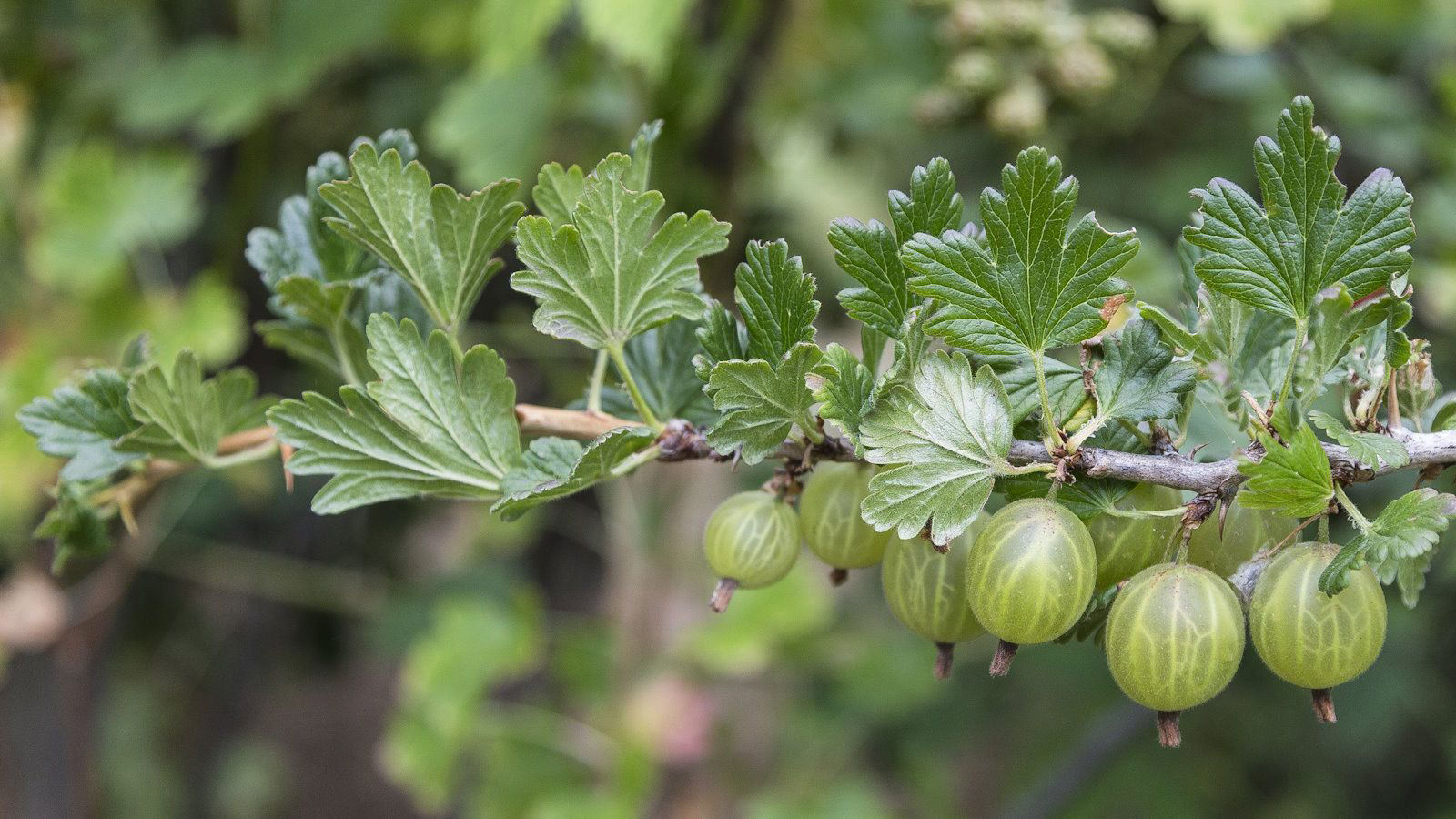 When and how to prune gooseberries – tips from an experienced kitchen ...