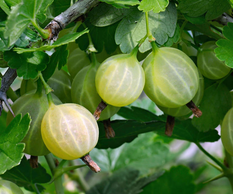 When and how to prune gooseberries tips from an experienced kitchen