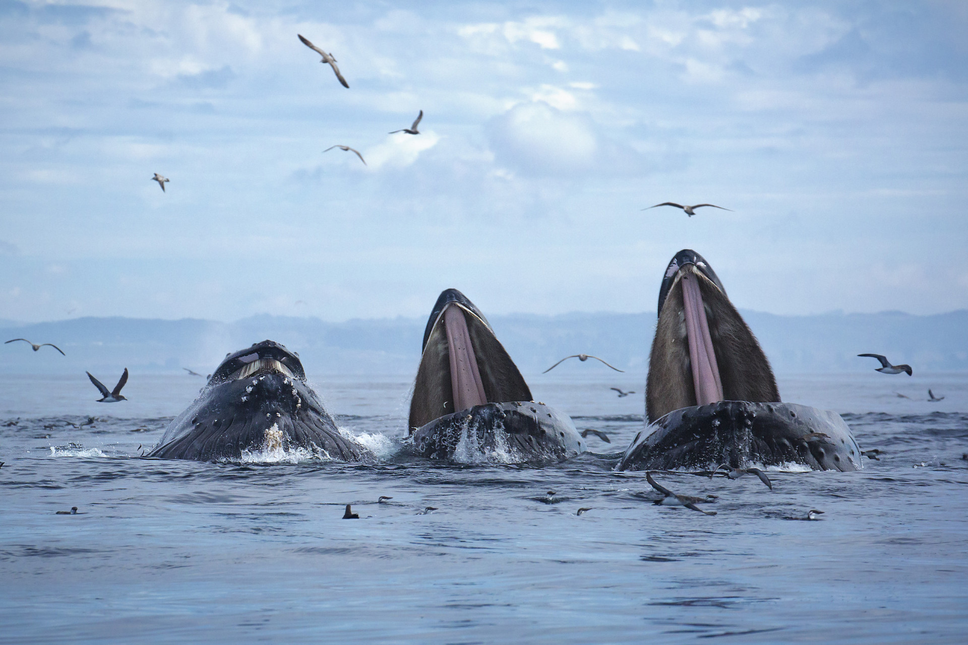 Humpback whales: Why we love and need them