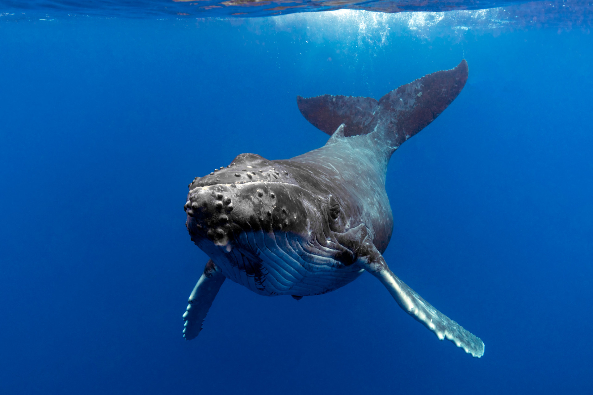 Humpback whales: Why we love and need them