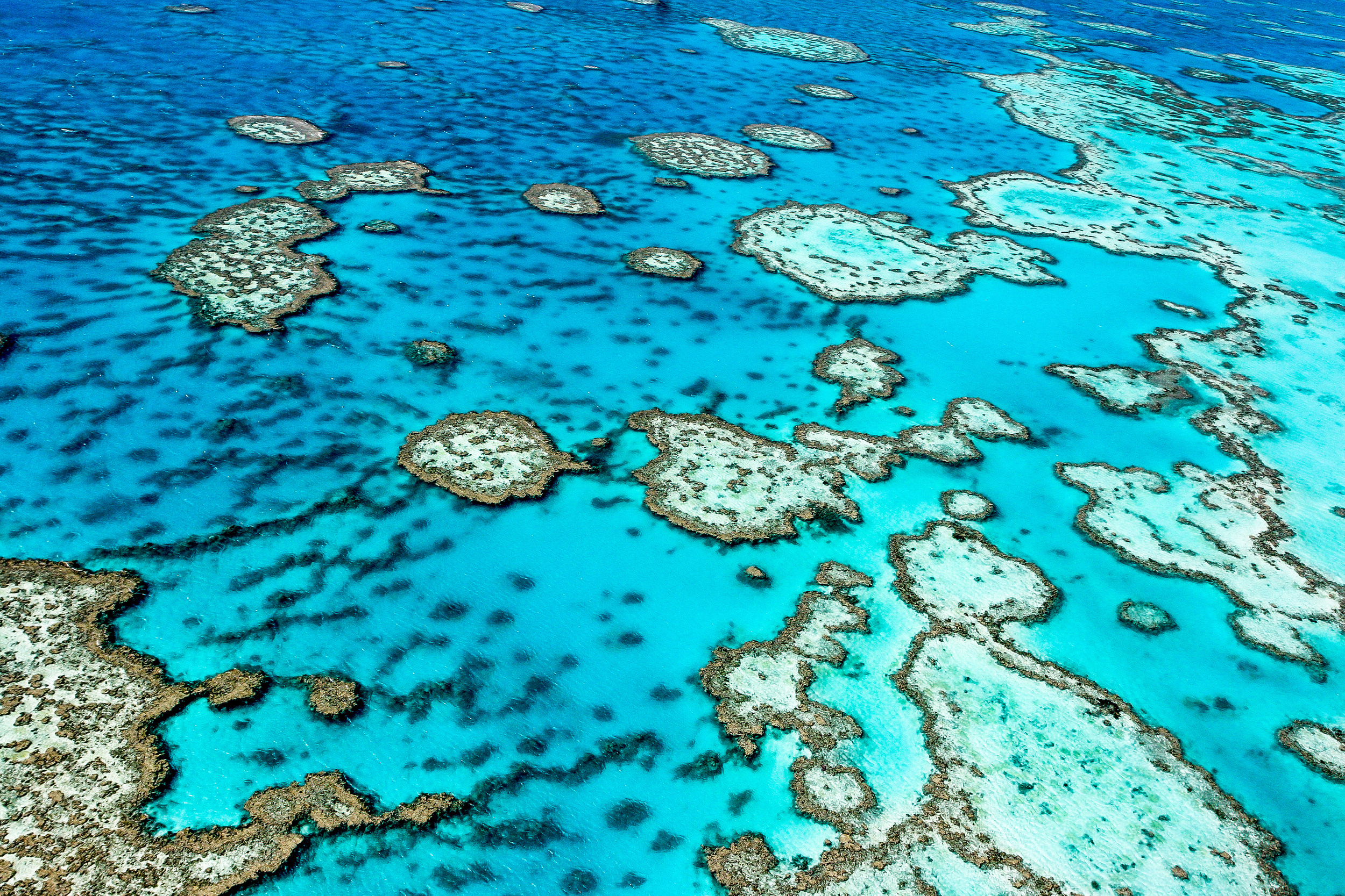 <p>One of the most famous destinations for marine life, the best part about the Great Barrier Reef is the coral. Brilliant rainbow colors make it a top-notch diving and snorkeling location. And you’re likely to see tropical fish, sharks, and sea turtles.</p><p><a href='https://www.msn.com/en-us/community/channel/vid-cj9pqbr0vn9in2b6ddcd8sfgpfq6x6utp44fssrv6mc2gtybw0us'>Follow us on MSN to see more of our exclusive lifestyle content.</a></p>