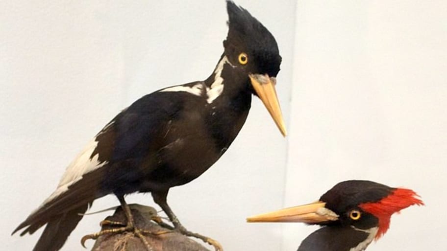 10 Facts About Ivory Billed Woodpeckers North Americas Most Famous Probably Extinct Bird 