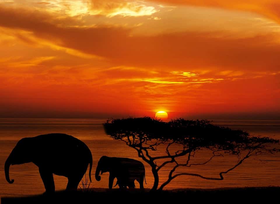 safari dreams uganda