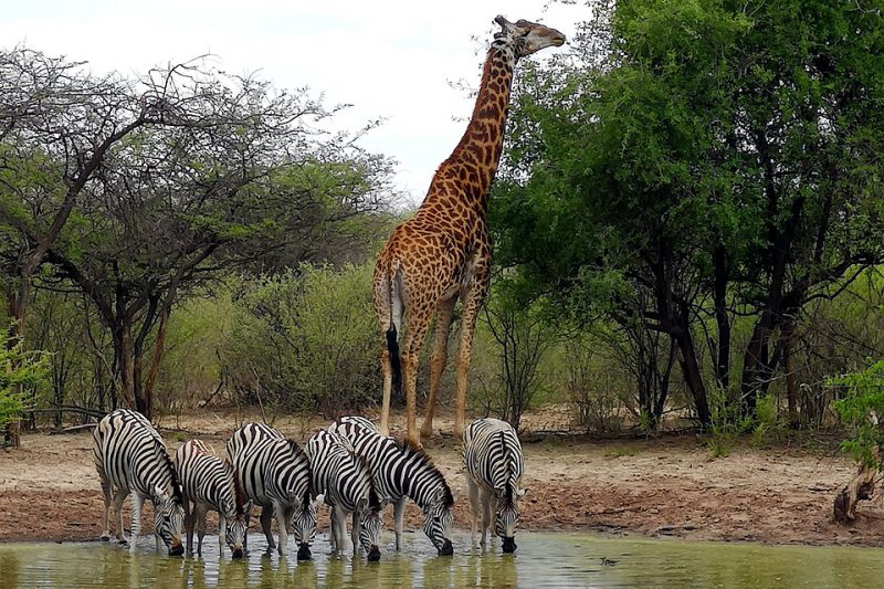 safari tour afrika tansania