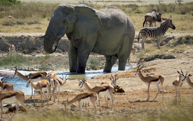 african safari animals images