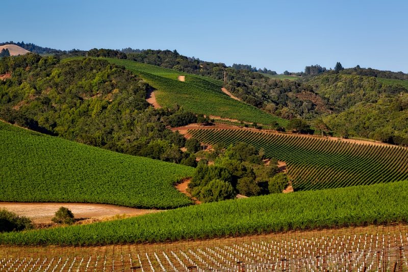 <p>If you're looking for something luxurious but a little more laid back, consider visiting world-renowned wine country in Napa Valley, <a href="https://urls.grow.me/https%3A%2F%2Fwww.animalsaroundtheglobe.com%2Fwildlife-in-california%2F%23growSource%3Dsearch%26growReferrer%3Dtrue">California. </a></p> <p>Napa Valley is also distinct because it contains volcanic soils, which impart a flavor to the wines that is unique to this region. Volcanic materials also provide some of the world’s most fertile soils. </p>