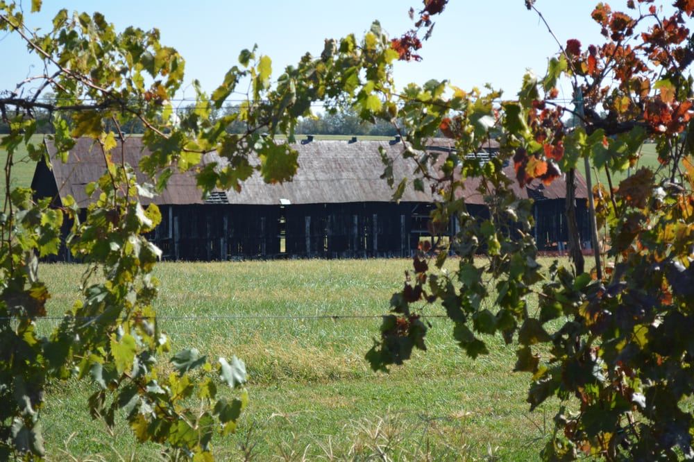 <p>"Beautiful vineyard. Tastings are a must...There is live music at various times throughout the weekend." - Kacie B.</p><p><a class="body-btn-link" href="https://www.yelp.com/biz/talon-winery-and-vineyard-lexington">VISIT</a></p><p>7086 Tates Creek Road<br>Lexington, KY 40515</p>