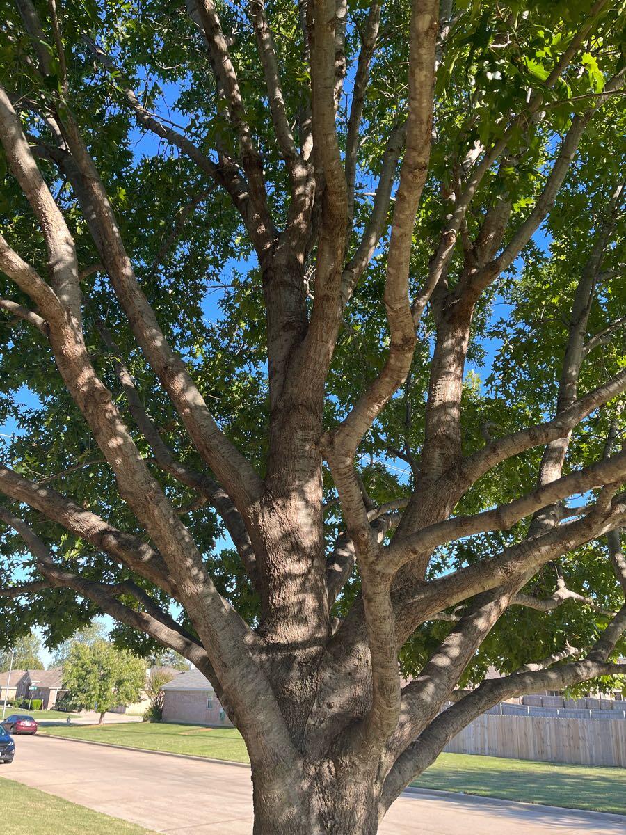 Needing My Front Yard Red Oak Tree Pruned Up Country Meadows 