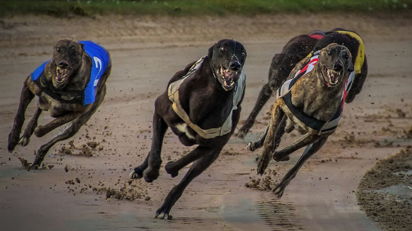 Independent Inquiry Into Greyhound Racing NSW Confirmed After Animal ...