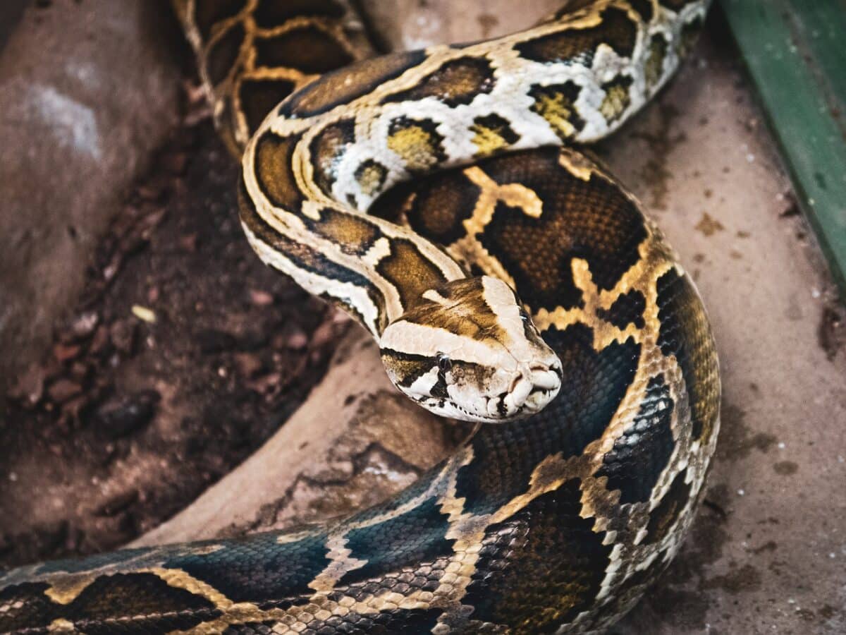 Snakes are longer. Змея сетчатый питон. Сетчатый питон - 12,2 м. Сетчатый питон в природе. Сетчатый питон в террариуме.