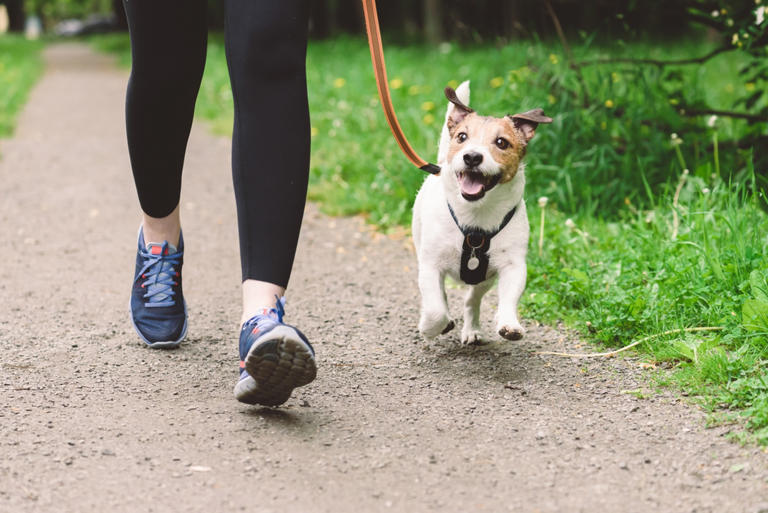 4 Different Dog Walks to Keep Exercise Interesting