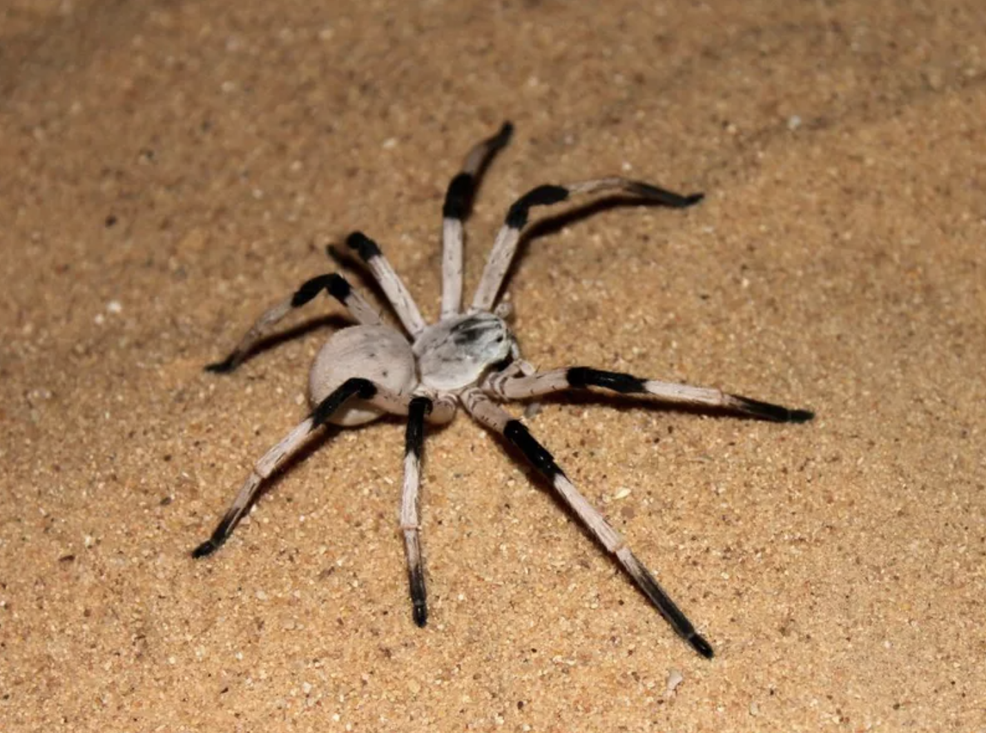 Largest spiders. Цербал Аравийский. Цербал Аравийский паук. Цербал Аравийский Cerbalus aravaensis. Паук охотник Хантсмен.