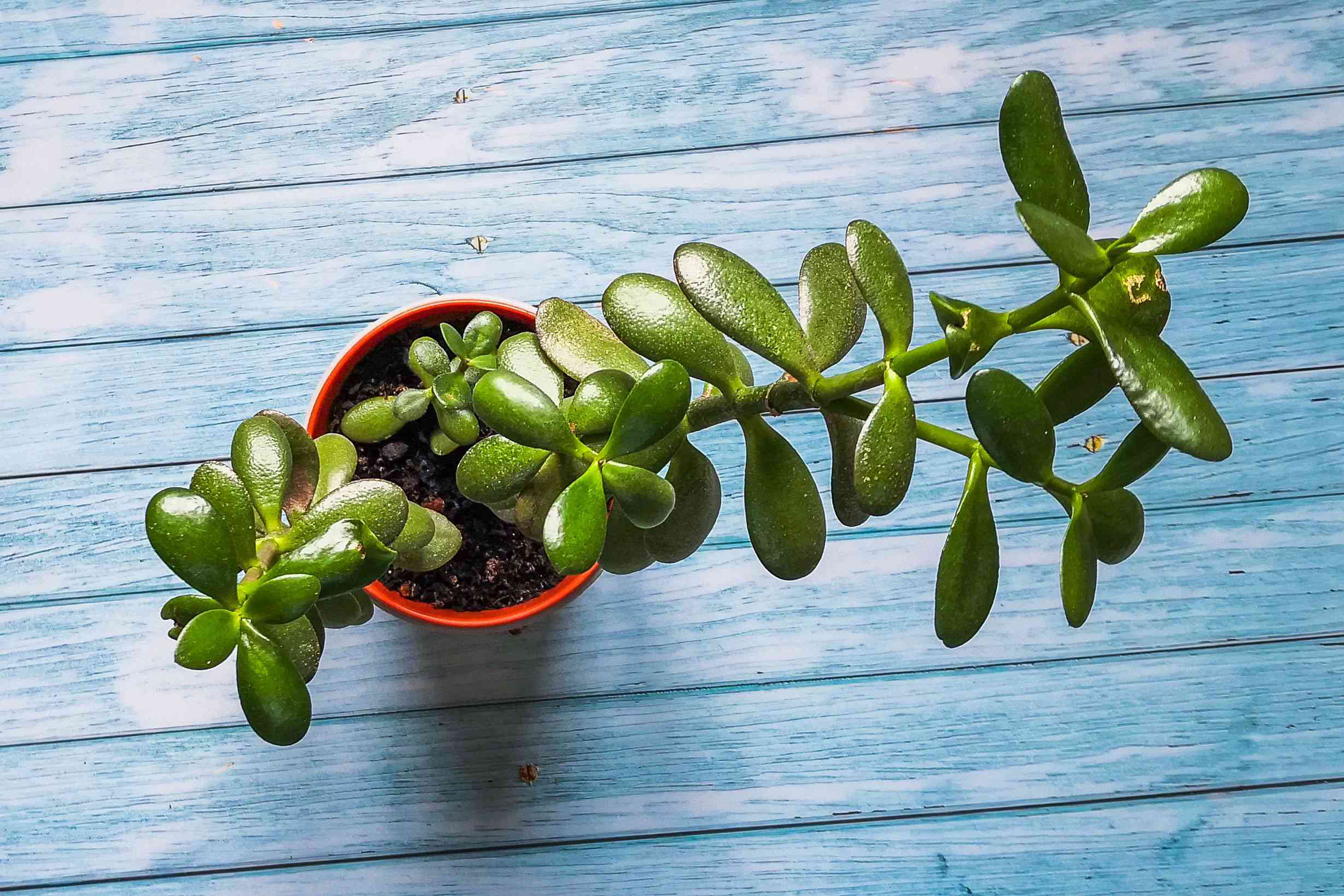 3 Ways to Propagate a Jade Plant
