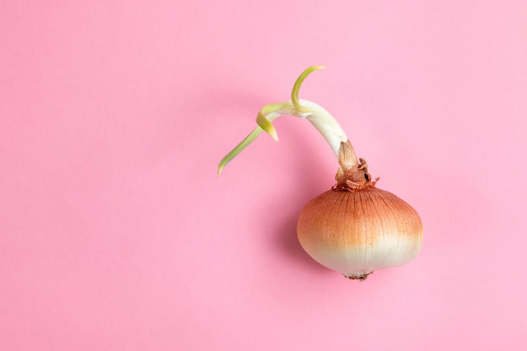 The One Thing You Should Never Do With Sprouted Onions