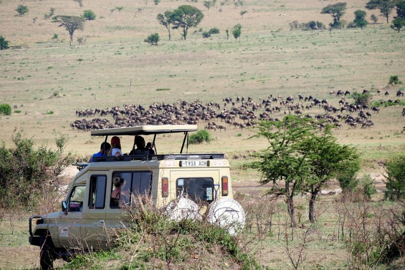 african safari masai mara