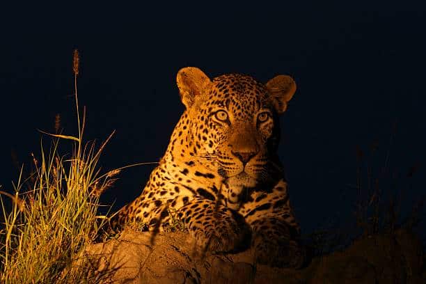 <p>Nocturnal animals are animals which are more active at night than during the day. In many cases, these animals spend most of their daylight hours sleeping. They include hippos, lions, leopards, porcupines, civet <a class="wpil_keyword_link" href="https://www.animalsaroundtheglobe.com/cats/" title="cats">cats</a>, white-tailed mongoose, aardvarks and cape hares. To spot these animals, you have to experience a night game drive.</p> <p>Night game drive experiences are not attained inside the confines of the Maasai Mara National Reserve hence guests who wish to go on night drives are advised to book their stay in one of our camps in the Mara Naboisho Conservancy where we conduct successful night game drives.Our night game drives in Mara Naboisho are conducted by experienced Masai guides in our tailor-made 4×4 safari cruisers or land cruisers that are fitted with powerful lights for proper sightseeing at night.</p>