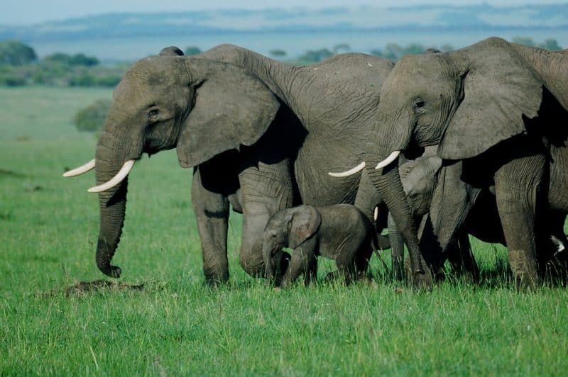 <p>The "Big Five" is a term that is used to refer to the 5 African <a href="https://www.animalsaroundtheglobe.com/animals-in-africa/">animals that early big game hunters considered most difficult and dangerous animals to hunt on foot in Africa</a>. These animals include the African <a class="wpil_keyword_link" href="https://www.animalsaroundtheglobe.com/largest-elephant-ever-recorded/" title="elephant">elephant</a>, lion, leopard, Cape buffalo, and rhinoceros.</p>