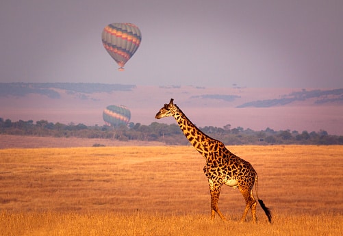 <p>Nothing is more spectacular than launching at sunrise & floating effortlessly in a hot air balloon over the <strong>Masai Mara Game reserve</strong>. This is a true one-of-a-kind adventure activity, and the Mara serves as the ideal background for the incredible balloon ride. The journey lasts around an hour as you fly gracefully above the African savannah, admiring the spectacular wildlife below. The pilots have a lot of experience, and the activity has a great safety record. The most thrilling of these activities has to be the early morning Hot Air Balloon expedition.</p>