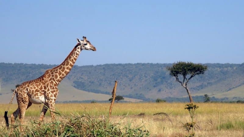 where is masai mara safari