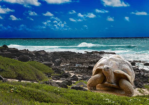 <p>Top 10 wildlife destinations: These 19 islands and the adjacent marine reserve, located 1,000 kilometers from the South American continent in the Pacific Ocean, have been dubbed a unique “living museum and showcase of evolution.” </p> <p>The Galápagos Islands are a ‘melting pot’ of marine species because they are located at the confluence of three ocean currents. Seismic and volcanic activity are still active, reflecting the processes that created the islands. </p> <p>Following his visit in 1835, these processes, together with the islands’ splendid isolation, led to the formation of peculiar <a class="wpil_keyword_link" href="https://www.animalsaroundtheglobe.com/animals/" title="animal">animal</a> life, including the land iguana, giant tortoise, and various finches, which inspired Charles Darwin’s theory of evolution by natural selection.</p>