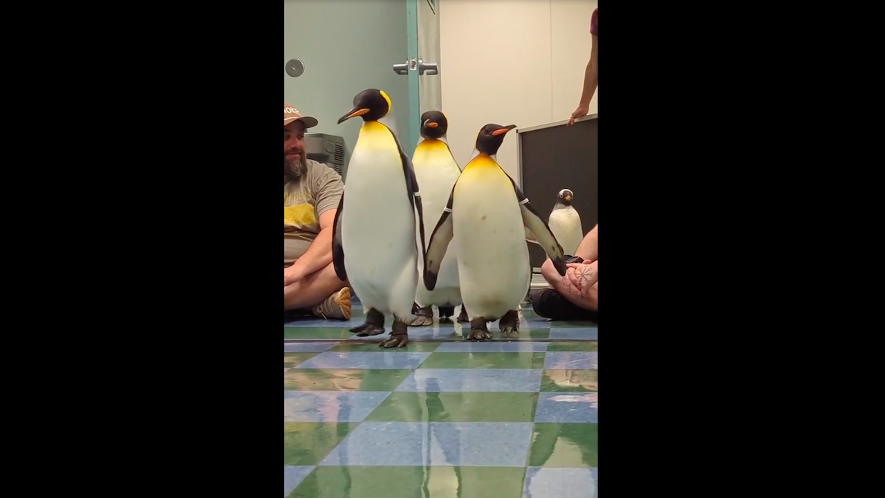 behind the scenes tour with penguins
