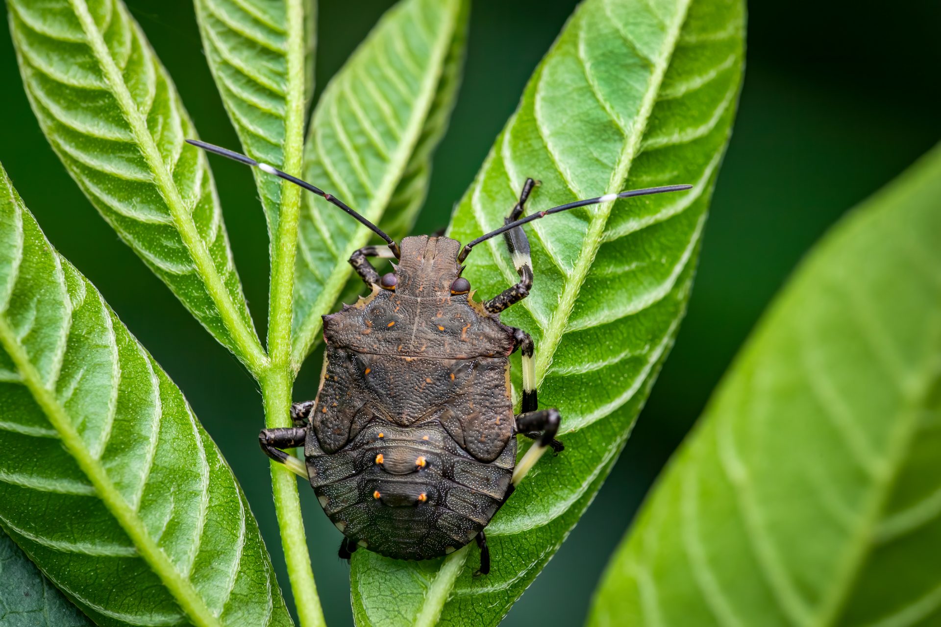 New study reveals how plants warn each other about nearby danger