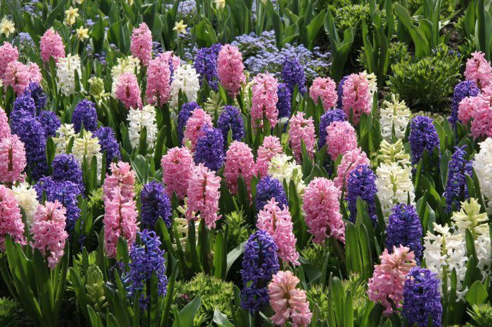 Guide To Growing and Forcing Hyacinth Bulbs