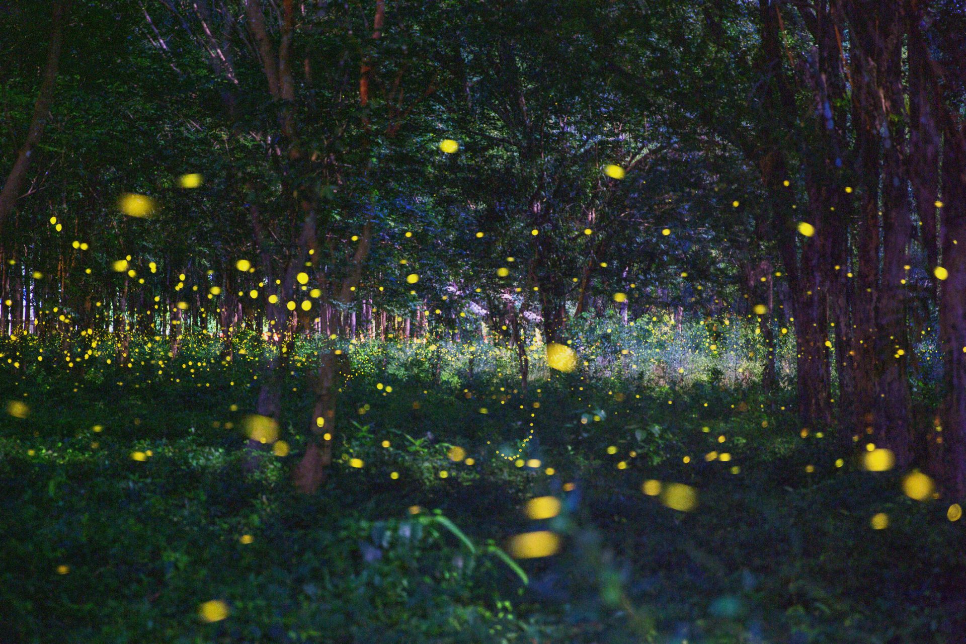 New study reveals how plants warn each other about nearby danger