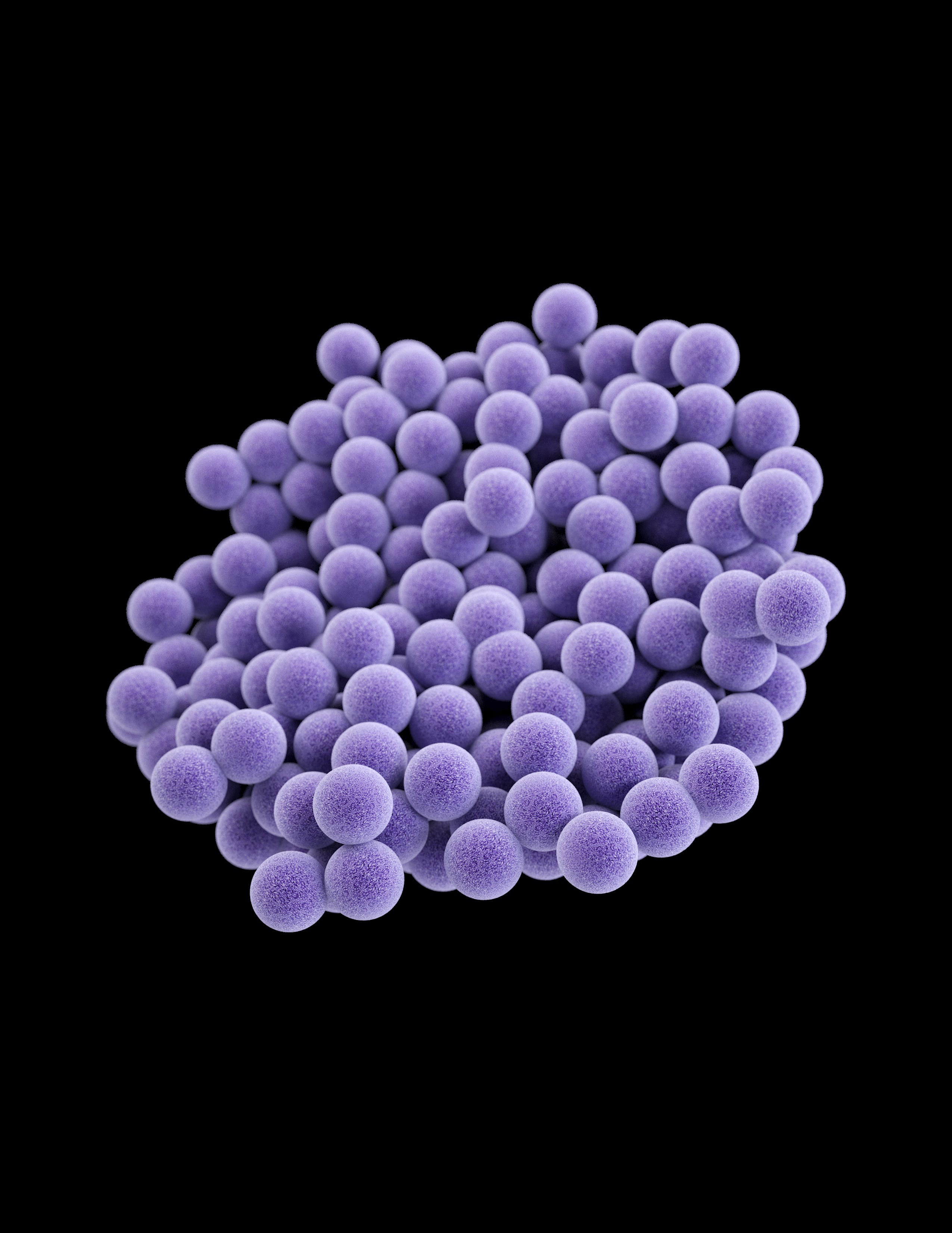 Staphylococcus aureus 3