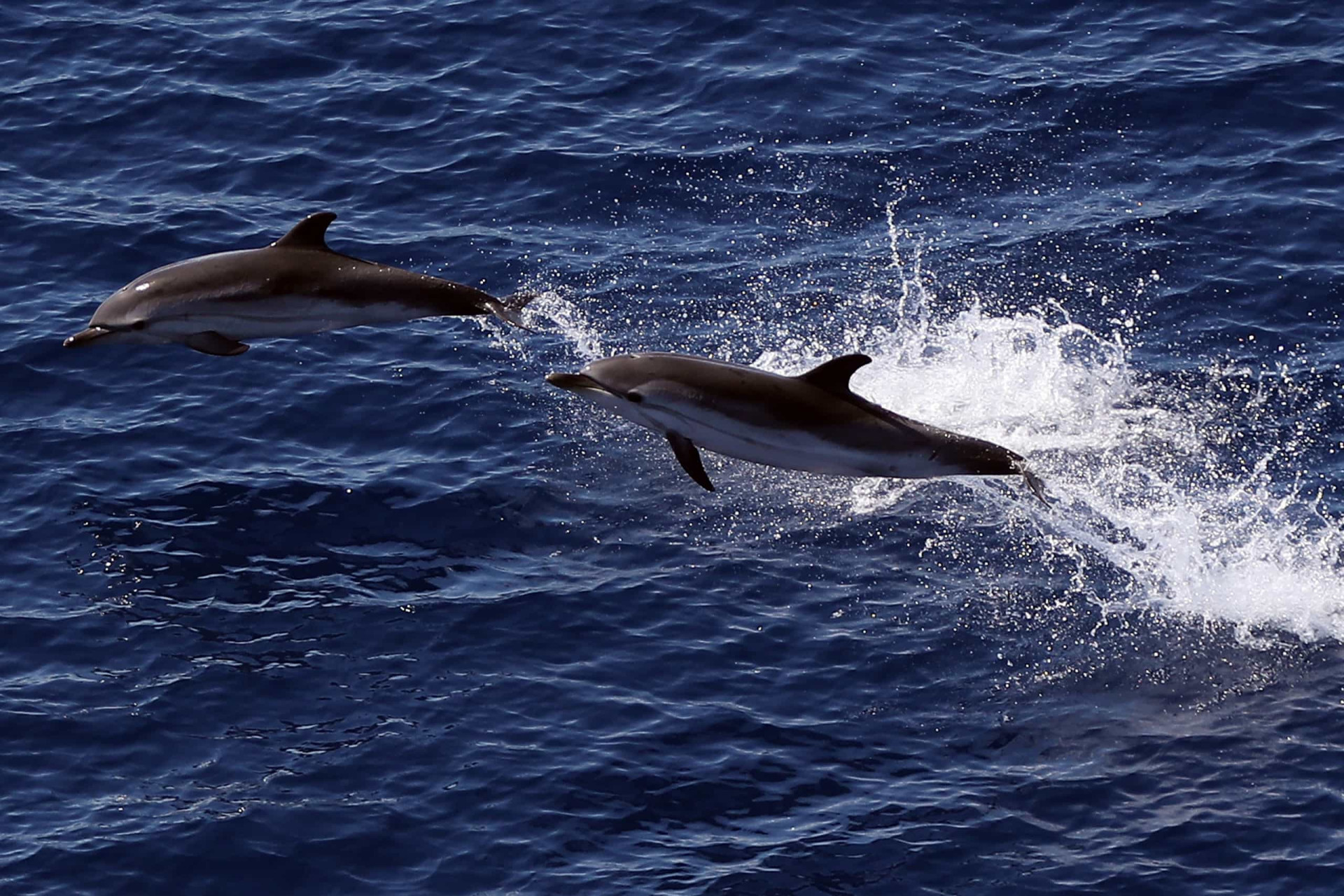 Delightful Dolphin Facts That Will Surprise You