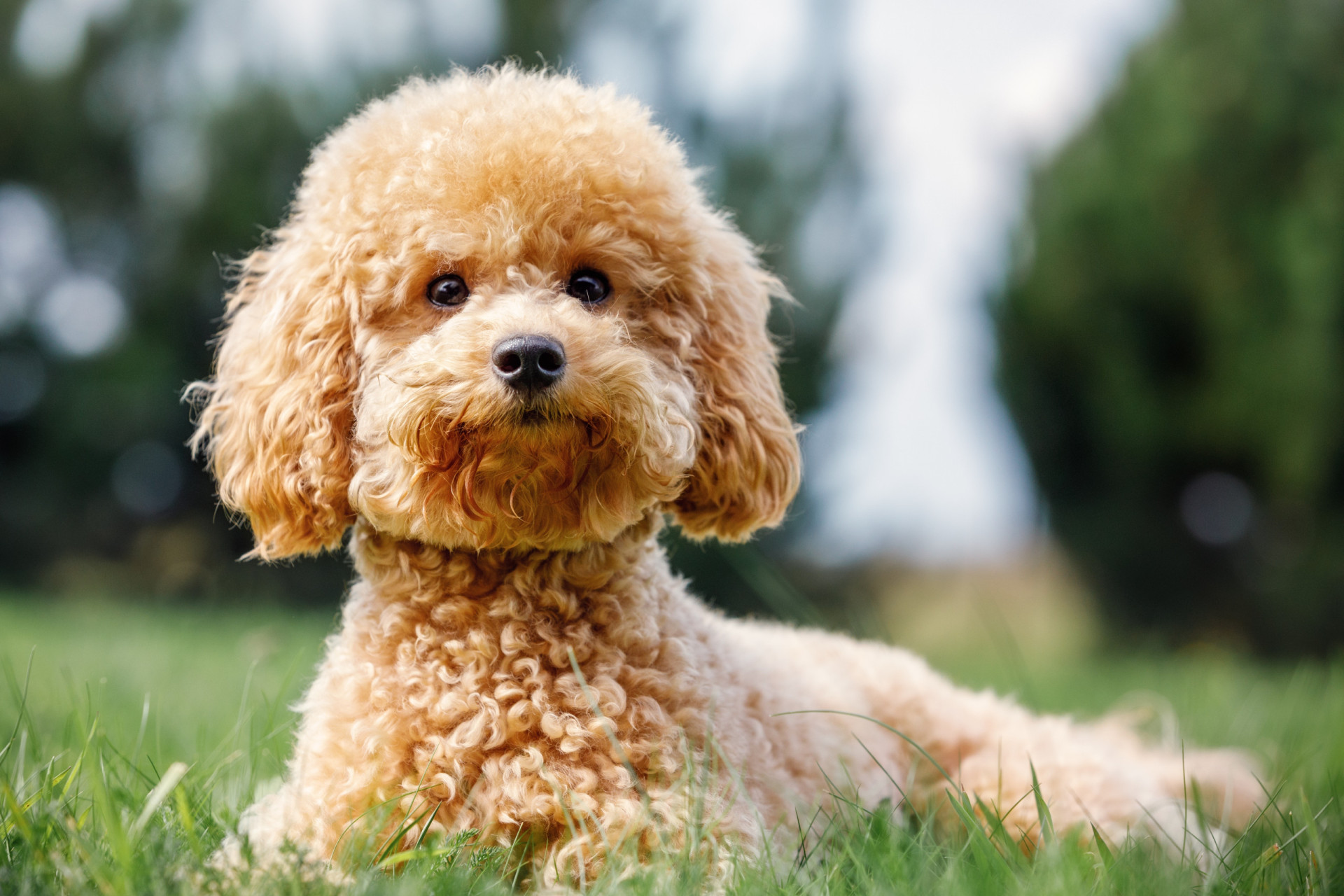 <p>Smaller than a standard-size Poodle, the Toy Poodle also requires plenty of physical exercise and mental stimulus. Their maximum life expectancy is 20 years, but they usually live to around 16. </p><p>You may also like:<a href="https://www.starsinsider.com/n/323218?utm_source=msn.com&utm_medium=display&utm_campaign=referral_description&utm_content=605595en-us"> The youngest and oldest Grammy winners, ever</a></p>