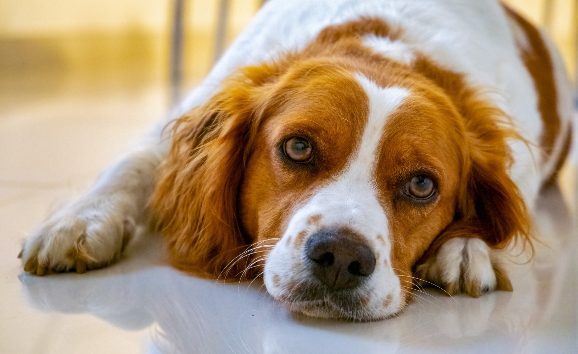 <p>Coming from a working background, the Brittany Spaniel is highly intelligent and easy to train. Their playfulness make them great in families with kids and other pets. They live around 12 to 15 years.  </p><p><a href="https://www.msn.com/en-us/community/channel/vid-7xx8mnucu55yw63we9va2gwr7uihbxwc68fxqp25x6tg4ftibpra?cvid=94631541bc0f4f89bfd59158d696ad7e">Follow us and access great exclusive content every day</a></p>